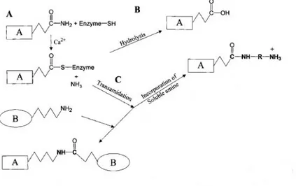 Figure  1.  (A)  TGases  display  a  Ping  Pong-based  mechanism,  whereby  the  active,  Ca 2+