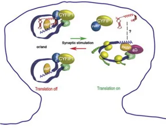 Fig. 5. Proposed model for mRNA translational repression and activation by CYFIP1- CYFIP1-FMRP complex