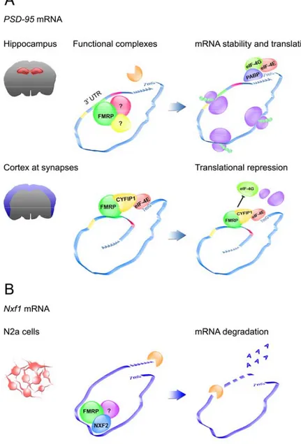Fig. 7. FMRP in the control of mRNA stability. Panel A shows the regulatory effect of  FMRP on PSD-95 mRNA in the hippocampus (upper panel, Zalfa et al., 2007) and in the  cortex (lower panel, Muddashetty et al., 2007, Napoli et al., 2008)