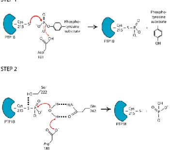 Figura 4. Schematic representation of the PTP1B catalytic mechanism . 
