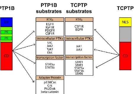 Figura 9. Schematic representation of the structures of PTP1B and TC- TC-PTP and their respective substrates linked to cancer