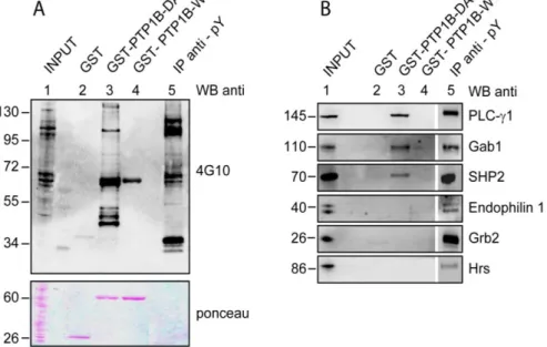 Figura 13. Bacterially expressed wild type PTP1B catalytic domain  (GST-PTP1B WT), PTP1B trapping mutant domain (GST-PTP1B DA) or GST  were mixed with 1 mg of lysates from HEK 293 cells previously starved and  induced  for  5  min  with  EGF