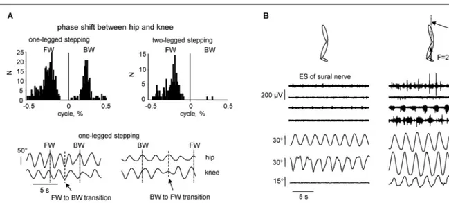 FIGURE 2 | Kinematic features of non-voluntary air-stepping movements. (A) one-legged vs