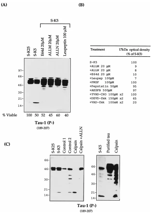 Figure 8. Tau proteolysis profiles during apoptosis with different protease inhibitors