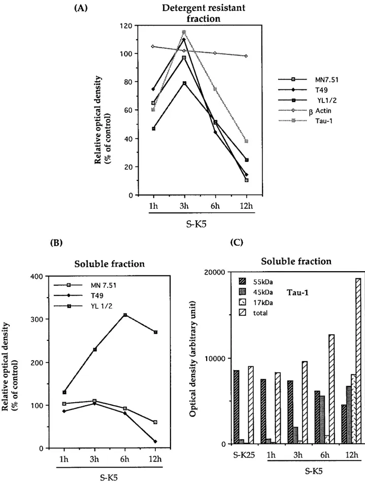Figure 4. Densitometric analysis of Western blots reported in Figure 3. Tau, b-actin, and a-tyrosinylated tubulin immunoreactivity on detergent- detergent-resistant fractions ( A) and soluble fractions (B) are expressed as percentages of control cells (S-K