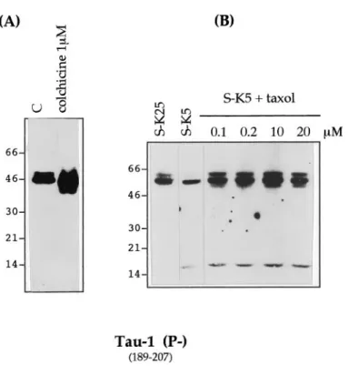 Figure 8C also demonstrates that partial cleavage of tau could be obtained by calcium activation of endogenous calpain (control 2) as well as an increase in tau dephosphorylation caused by  activa-tion of endogenous phosphatases.