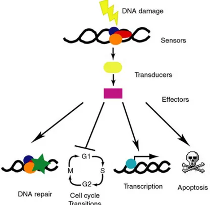 Figura 2. Schema rappresentativo del processo gerarchico della risposta al danno al DNA (DDR)