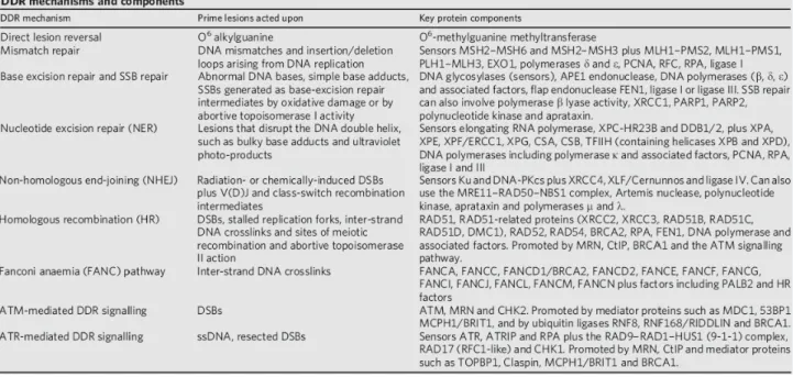 Tabella 1. Sistemi di riparazione del DNA,  (tratta da Jackson e Bartek, 2009) 