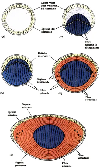 Fig. 2. Differenziamento delle cellule del cristallino. (A) Vescicola del cristallino
