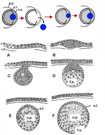 Fig. 14. Rigenerazione del cristallino da parte della cornea esterna, in larve di Xenopus laevis