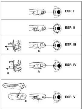 Fig. 17. Tavola operazioni. Esperimenti I e II: controlli. Esperimenti III, IV e V: a sinistra,  operazioni sugli embrioni; al centro larve sviluppate dagli embrioni operati; a destra,  impianto di frammenti di epidermide nella camera vitrea di una larva o