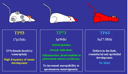 Figure  5.  Main  characteristic  of  p53,  p63  and  p73  knockout  mice.