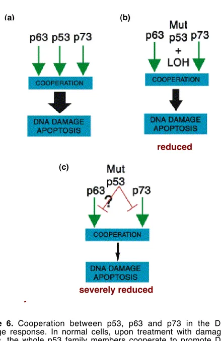 Figure  6.  Cooperation  between  p53,  p63  and  p73  in  the  DNA damage  response.  In  normal  cells,  upon  treatment  with  damaging agents,  the  whole  p53  family  members  cooperate  to  promote  DNA damage induced apoptosis