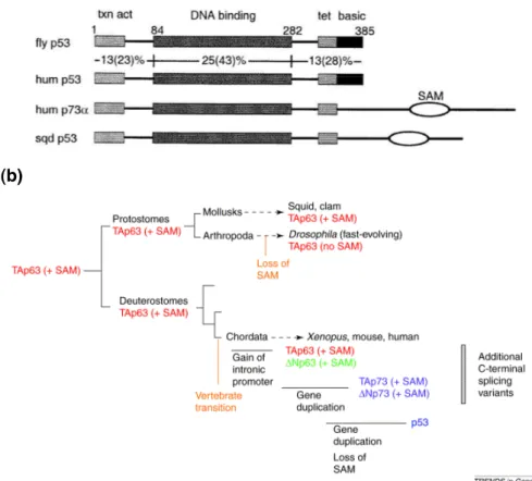 Figure  7.  Evolution  of  the  p53  family  members.  (a).  Schematic representation  of  p53  domains