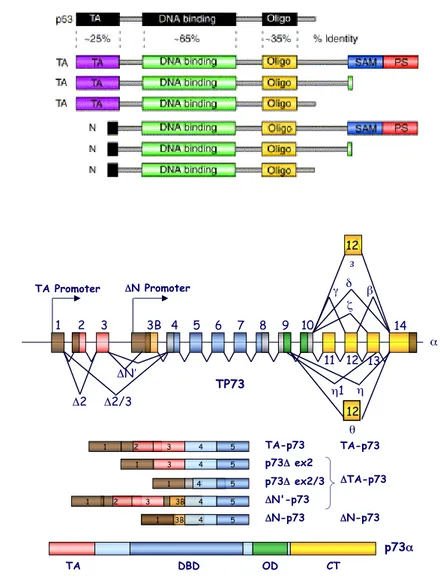 Figure 2. p53 family isoforms and gene structure. (a) Comparison of the structural domains of p53 and the six principal encoded p63/p73 isoforms