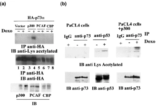 Figure 11.  p73α is acetylated by p300 upon DNA damage. (a) p300 acetylates  p73α in  vivo
