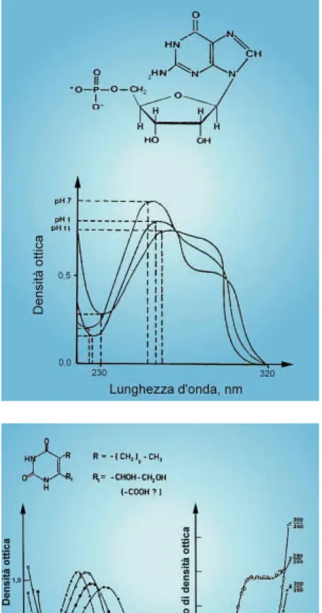 Fig. 39 Fasci spettrali del nucleotide guanosin-5’-monofosfato (GMP) registrati in UV a pH diversi.
