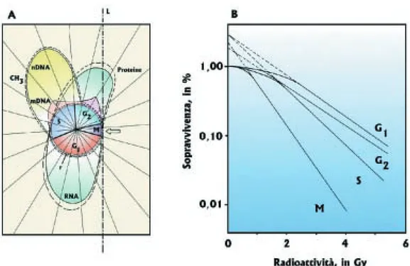 Fig. 74 Variazione del valore D o nelle curve di sopravvivenza di cellule eucariotiche temporizzate e irradiate nelle diverse fasi del ciclo vitale