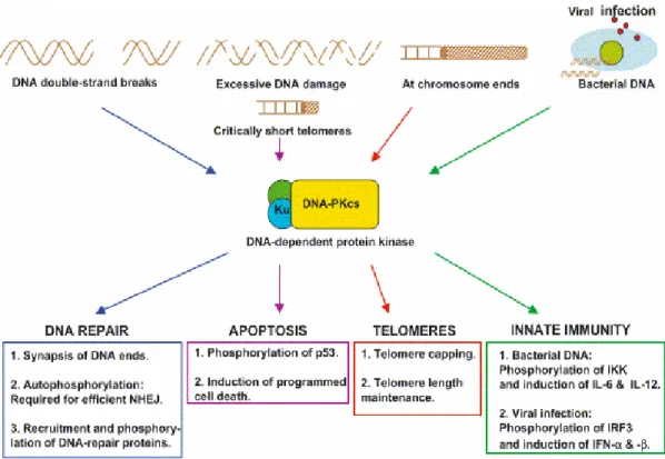 FIG. 2: I diversi ruoli della DNA-PK nelle cellule di mammifero 