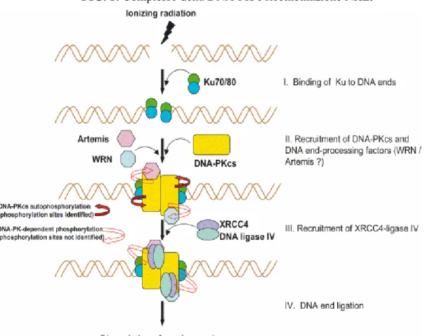 FIG. 1: Complesso della DNA-PK e ricombinazione NHEJ 