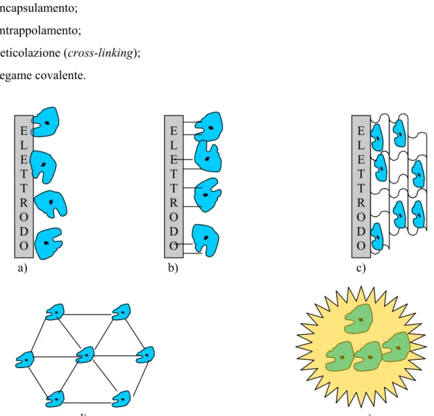 Figura B. Metodi di immobilizzazione dell’enzima: a) adsorbimento; b) legame covalente; c) intrappolamento; 