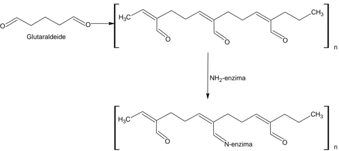 Figura C. Illustrazione schematica del funzionamento del reagente bifunzionale glutaraldeide