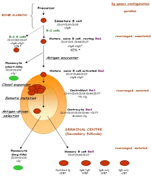 Figure  I.  B-cell  development.  In  BM  rearrangement  of  genes  encoding  for  BCR  occur