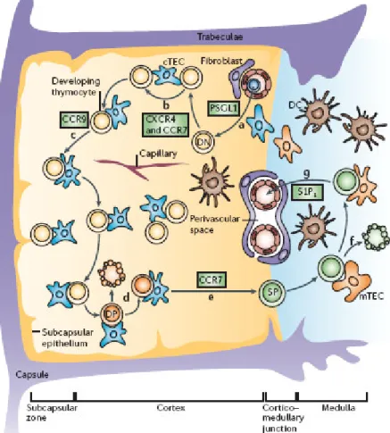 Figure  II.  T-cell  development  in  the  thymus.  a)  T-lymphoid  progenitor  migrates  into  the  thymus