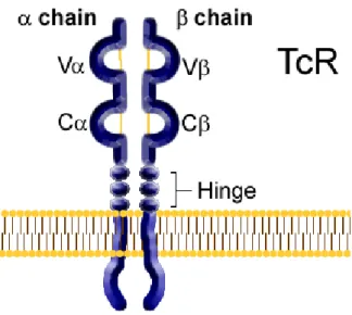 Figure III schematizes TCR structure. 