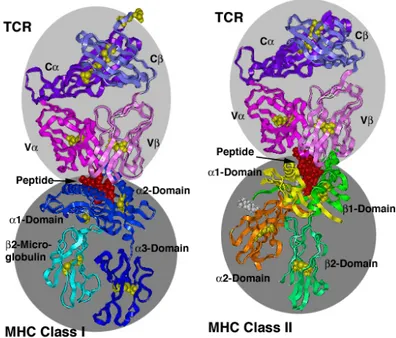 Figure  V.  MHC-I  and  –II  structures  and  interaction  with  TCR.  MHCI  is  constituted  by  a  α-chain  associated  with  β 2 -microglobulin