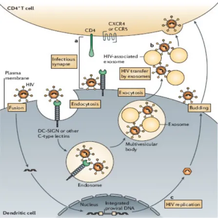 Figure  VII.  Mechanisms  of  dendritic-cell-mediated  HIV  transmission.  a)   trans-infection  with  infectious  synapse:  DCs  transfer  captured  HIV  to  target  CD4 +   T-cells  through  a  complex  formed  by  cell-cell  junctions  involving   DC-SI