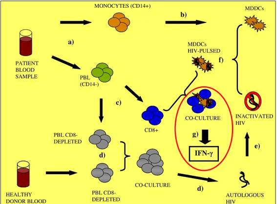 Figure  2.1.  MDDCs  pulsing  and  CD8 +   IFN-γ  production.  Experimental  procedure