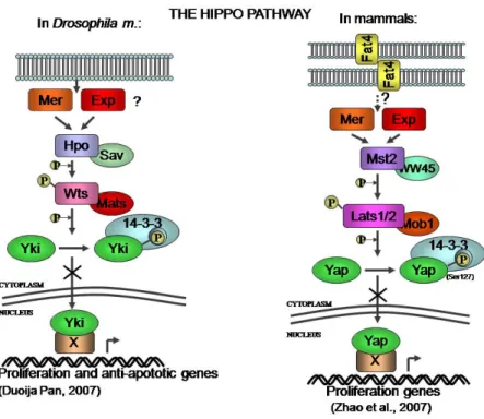 Figure 3. The Hippo pathway was first described in Drosophila m. (left panel), and more  recently it has been described in mammalian cells as well (right panel)