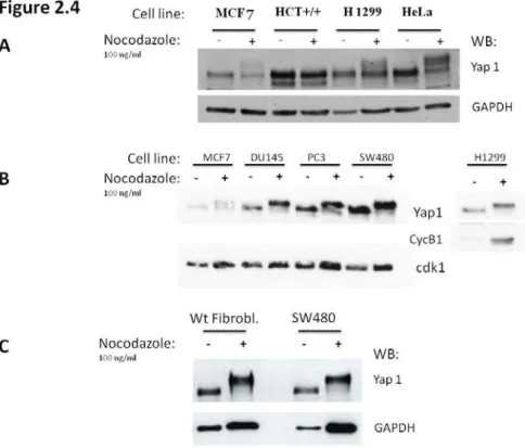 Figure 2.4 A and B- Yap is phosphorylated in mitosis in MCF-7, H1299, HeLa DU145,  PC3, SW480 cell lines treated with 100 ng/ml nocodazole