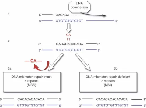 Figure 2. Mechanism of MSI. (1) Replication of DNA. (2) A CA repeat erroneously built into  the replication strand