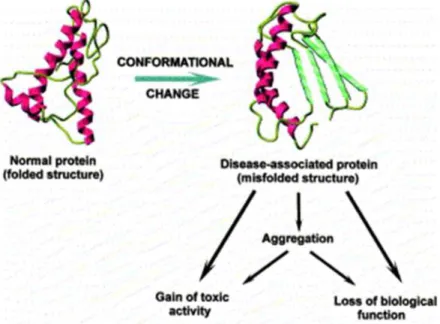 Figure 1.2: Conformational changes related pathogenetic mechanisms.