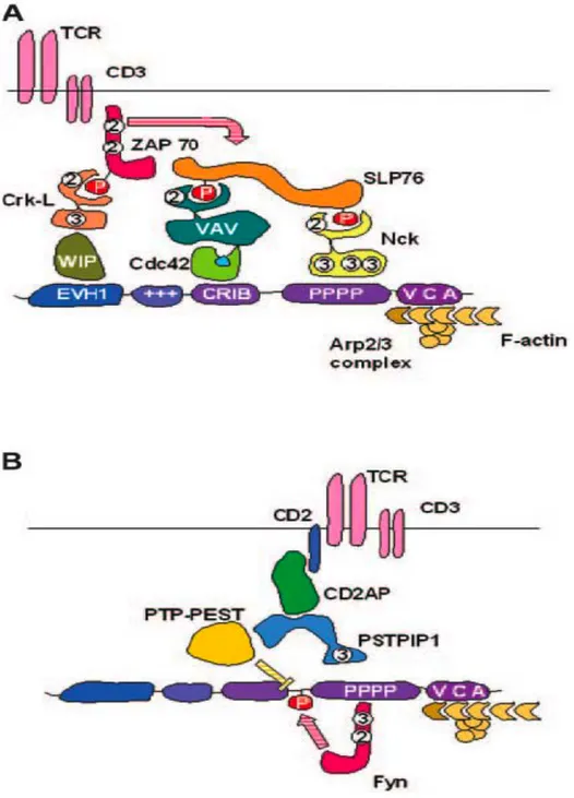 Figure V: Mechanisms of WASp recruitment to the IS in T lymphocytes.  