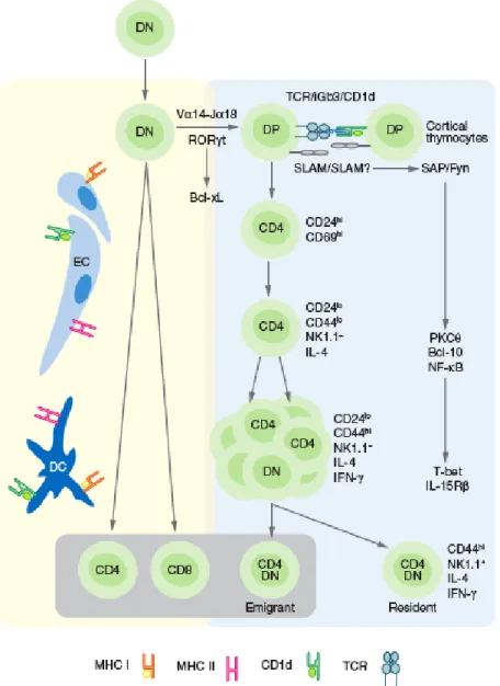 Figure VIII: Developmental pathway of murine iNKT cells.  