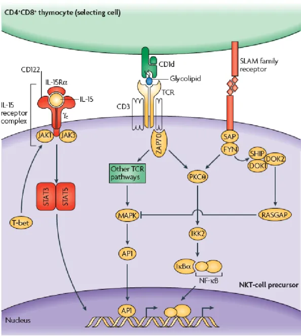 Figure IX: Intracellular signaling pathways that regulate iNKT cell development. 