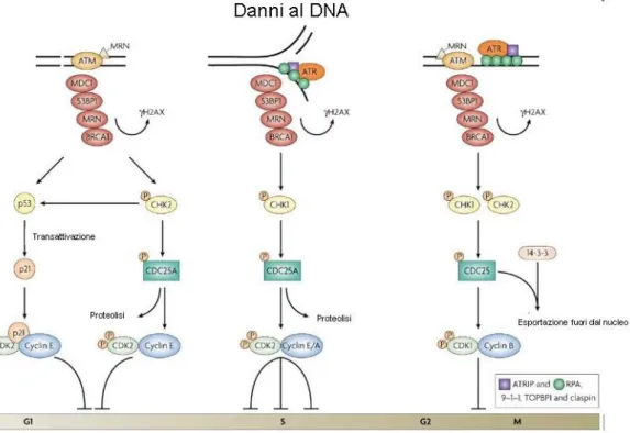 Figura 1.12: Componenti dei punti di controllo del danno al DNA nelle cellule.
