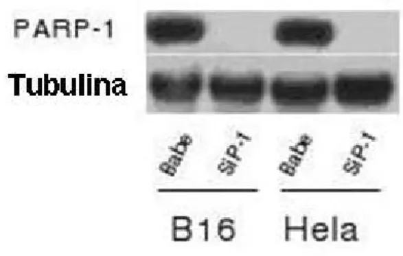 Figura 3.2: Analisi dell’espressione di PARP-1 nelle cellule di controllo e nelle cellule silenziate per PARP-1 B16 ed Hela.