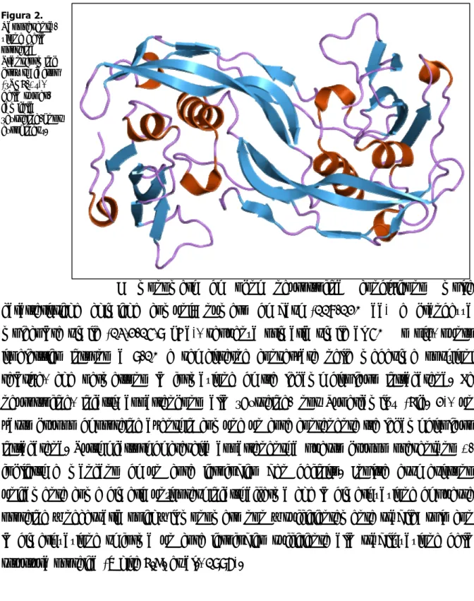 Figura 2.   Rappresenta-zione della  proteina  Transforming  growth factor  (“TGF-β”),  della  super-famiglia  “cysteine-knot  cyrokines”