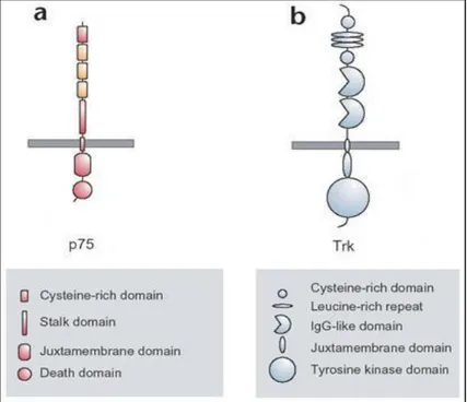 Figura 3. Struttura dei recettori  delle neurotrofine p75 (a) e  TrkA, B e C (b). 