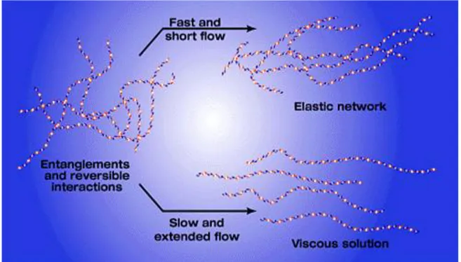 Figura 4: schema delle proprietà elastiche e viscose di una soluzione di acido  ialuronico