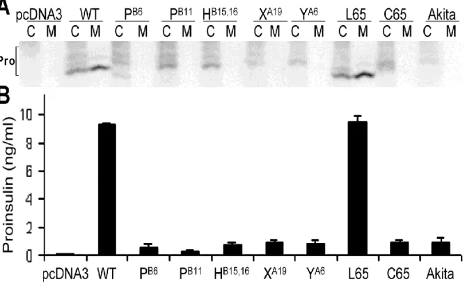 Figura  10:  (A)  Pulse-chase  di  cellule  HEK293  trasfettato  con  i  costrutti  wild  type  e  mutati  dell'insulina