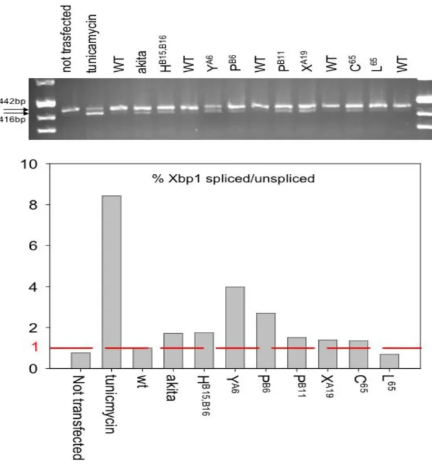 Figura 11: XBP-1 splicing in HEK293 trasfettate con i costrutti wild type e mutati dell'insulina