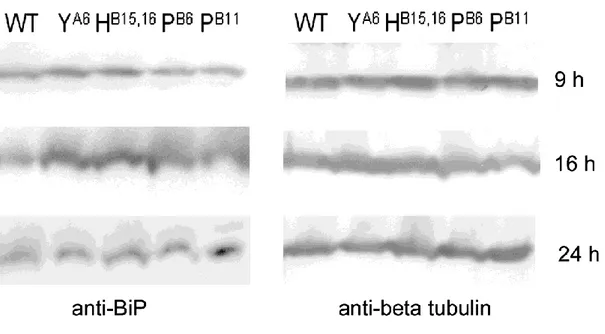Fig.  12:  Western-Blot  con  anticorpo  primario  anti-Grp78  (BiP)  in  estratto  cellulare  di  HEK293  trasfettato  con  l'insulina  wt  e  le  mutazioni  C A6 Y,  L B15 Y B16 delinsH,  L B6 P  e L B11 P