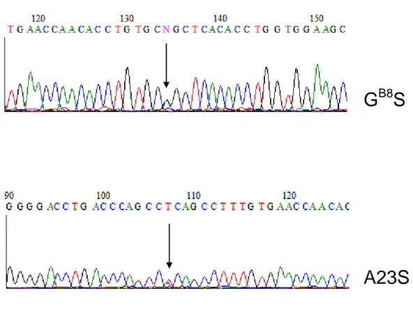 Fig. 16: Nuove mutazioni nel gene INS. 