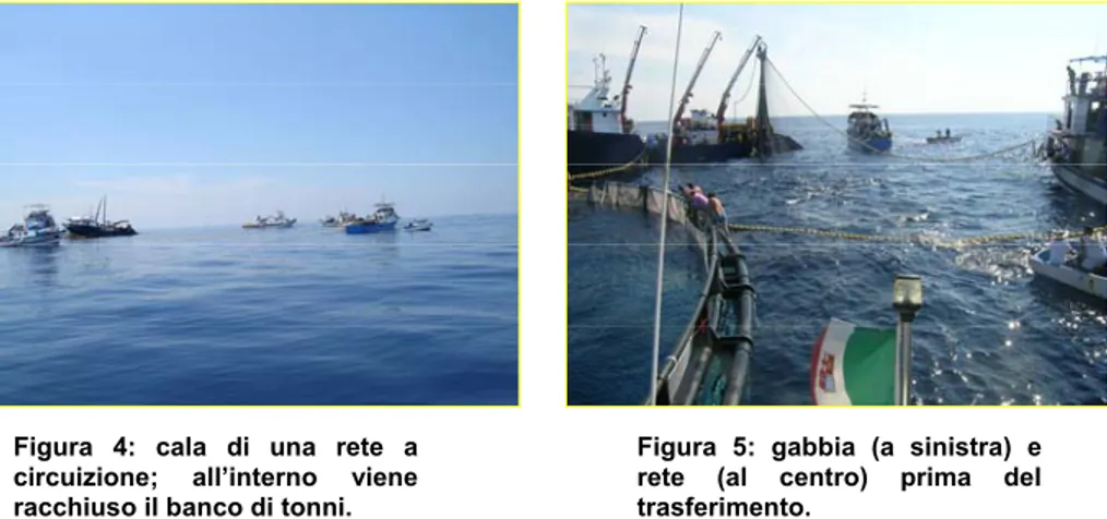 Figura 4: cala di una rete a  circuizione; all’interno viene  racchiuso il banco di tonni