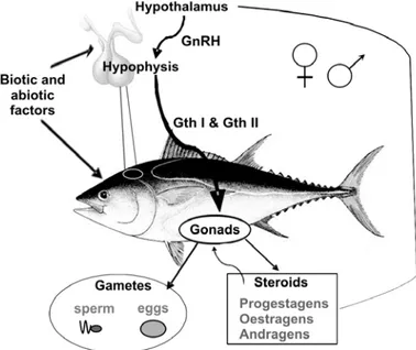 Figura 13: Schema semplificato del controllo endocrino della riproduzione nei pesci . 